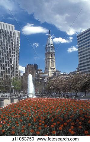 Philadelphia, Pennsylvania, The red tulips and fountain at Kennedy Plaza in downtown Philadelphia, Pennsylvania. City Hall in the background. View Large Photo Image Stock Image - Philadelphia, Pennsylvania, The red tulips and fountain at Kennedy Plaza in downtown Philadelphia, Pennsylvania. City Hall in the background.. Fotosearch