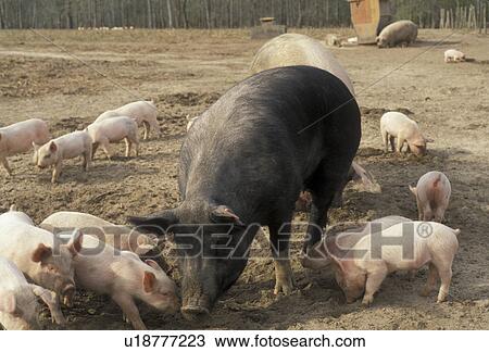 pigs, piglets, swine, Mother pigs caring for their young piglets on a pig farm in Branchville in the state of South Carolina. View Large Photo Image Stock Image - pigs, piglets, swine, Mother pigs caring for their young piglets on a pig farm in Branchville in the state of South Carolina. . Fotosearch