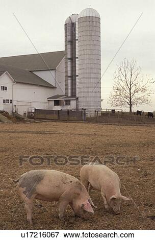 pigs, swine, amish, Amish Country, Lancaster County, Pennsylvania, Two pigs in a field at an Amish farm in Pennsylvania Dutch Country in Lancaster County in the state of Pennsylvania. View Large Photo Image Stock Photo - pigs, swine, amish, Amish Country, Lancaster County, Pennsylvania, Two pigs in a field at an Amish farm in Pennsylvania Dutch Country in Lancaster County in the state of Pennsylvania.. Fotosearch