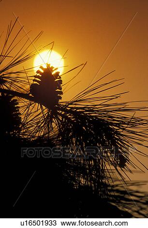 Stock Image -  pine cone, pine tree, sun, sunrise, sunset, Georgia, Silhouette of a pine cone on a pine tree at [sunrise, sunset]. . Fotosearch