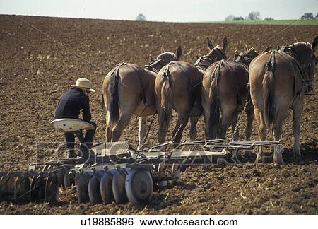 plowing, Amish, Amish Country, farming, Lancaster County, Pennsylvania, Young Amish farmer plowing a field with a team of mules on a farm in Pennsylvania Dutch Country in Lancaster County in the state of Pennsylvania. View Large Photo Image Stock Photograph - plowing, Amish, Amish Country, farming, Lancaster County, Pennsylvania, Young Amish farmer plowing a field with a team of mules on a farm in Pennsylvania Dutch Country in Lancaster County in the state of Pennsylvania.. Fotosearch