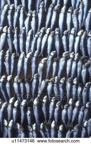 Stock Photograph -  Portugal, fish, Nazare, Sardines drying on the beach in the fishing village of Nazare on the Atlantic Ocean.. Fotosearch
