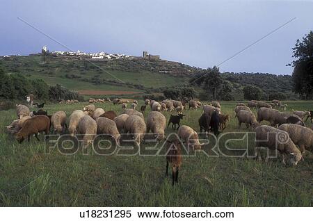 Stock Photography -  Portugal, Monsaraz, sheep, A shepherd tends to his flock of sheep and goats grazing in a field near the medieval hilltop village of Monsaraz.. Fotosearch