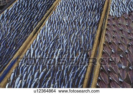 Portugal, Nazare, Fish drying on the beach in the fishing village of Nazare on the Atlantic Ocean View Large Photo Image Picture - Portugal, Nazare, Fish drying on the beach in the fishing village of Nazare on the Atlantic Ocean . Fotosearch