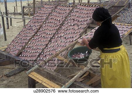 Portugal, Nazare, fishing, Portuguese woman drying fish on the beach in the fishing village of Nazare on the Atlantic Ocean. View Large Photo Image Stock Photograph - Portugal, Nazare, fishing, Portuguese woman drying fish on the beach in the fishing village of Nazare on the Atlantic Ocean.. Fotosearch