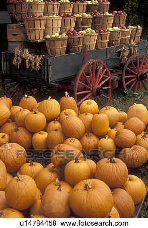 pumpkin, apple, market, Amish Country, amish, Pennsylvania Dutch Country, Pennsylvania, Pumpkins and baskets of apples on a green wagon with red wheels are displayed at Zimmerman's Market in Intercourse in Lancaster County in the state of Pennsylvania. View Large Photo Image Stock Photo - pumpkin, apple, market, Amish Country, amish, Pennsylvania Dutch Country, Pennsylvania, Pumpkins and baskets of apples on a green wagon with red wheels are displayed at Zimmerman's Market in Intercourse in Lancaster County in the state of Pennsylvania.. Fotosearch
