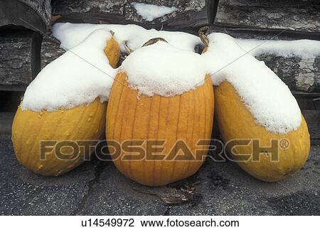 Stock Image -  pumpkin, autumn, First snow on top of pumpkins sitting in front of a woodpile in late fall . Fotosearch