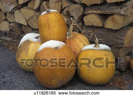 Stock Photography -  pumpkin, autumn, First snow on top of pumpkins sitting in front of a woodpile in late fall . Fotosearch