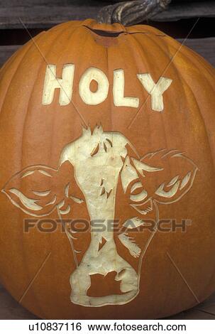 Stock Photograph -  pumpkin, autumn, Holy Cow carved on a big orange pumpkin. Cow's face carved on pumpkin . Fotosearch