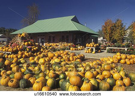 pumpkins, autumn, Vermont, Pumpkins for sale at Settlement Farm Market in the fall in Middlesex in Washington County in the state of Vermont. View Large Photo Image Stock Image - pumpkins, autumn, Vermont, Pumpkins for sale at Settlement Farm Market in the fall in Middlesex in Washington County in the state of Vermont. . Fotosearch