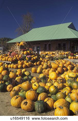 pumpkins, autumn, Vermont, Pumpkins for sale at Settlement Farm Market in the fall in Middlesex in Washington County in the state of Vermont. View Large Photo Image Stock Photograph - pumpkins, autumn, Vermont, Pumpkins for sale at Settlement Farm Market in the fall in Middlesex in Washington County in the state of Vermont. . Fotosearch