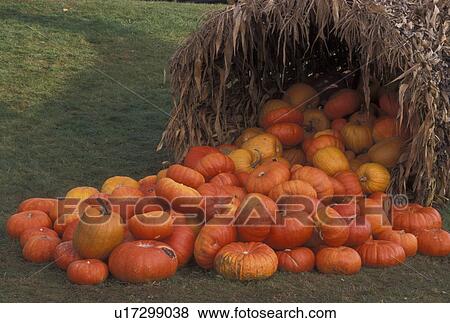 Stock Photo -  pumpkins, cornucopia, autumn, fall decoration, Vermont, A large cornucopia made with cornstalks and filled with pumpkins is displayed as a fall decoration at Morse Farm in Montpelier in Washington County in the state of Vermont. . Fotosearch