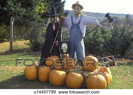 pumpkins, scarecrow, South Deerfield, Massachusetts, A scarecrow, witch Halloween decoration with pumpkins at a country store. View Large Photo Image Stock Photo - pumpkins, scarecrow, South Deerfield, Massachusetts, A scarecrow, witch Halloween decoration with pumpkins at a country store.. Fotosearch