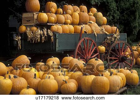 pumpkins, wagon, Lancaster County, Pennsylvania, Pennsylvania Dutch Country, A large display of pumpkins piled in a wagon and on the ground in the fall in Intercourse in the state of Pennsylvania. View Large Photo Image Stock Photo - pumpkins, wagon, Lancaster County, Pennsylvania, Pennsylvania Dutch Country, A large display of pumpkins piled in a wagon and on the ground in the fall in Intercourse in the state of Pennsylvania. . Fotosearch