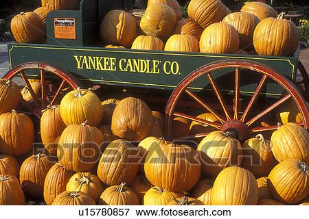 pumpkins, Wagon, South Deerfield, Massachusetts, A fall decoration of a bunch of pumpkins (in, around) a green wagon with red wheels at The Yankee Candle Company. View Large Photo Image Stock Photo - pumpkins, Wagon, South Deerfield, Massachusetts, A fall decoration of a bunch of pumpkins (in, around) a green wagon with red wheels at The Yankee Candle Company.. Fotosearch