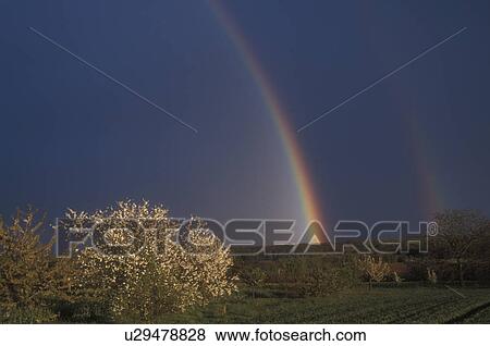 rainbow, Burgundy, France, Europe, A colorful rainbow against a dark sky over an orchard after a rain storm in Burgundy, France. View Large Photo Image Stock Photo - rainbow, Burgundy, France, Europe, A colorful rainbow against a dark sky over an orchard after a rain storm in Burgundy, France.. Fotosearch