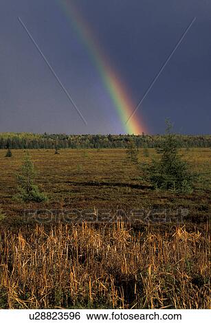 rainbow, Maine, Rainbow over a field after a storm., View Large Photo Image Stock Photograph - rainbow, Maine, Rainbow over a field after a storm., . Fotosearch