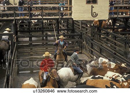 ranchers, Chile, Temuco, Three local Chilean cowboys (huasos) on horseback rounding up cattle in corral for auction at cattle market in Temuco in the South-Central Region (Land of Lakes and Volcanoes) in Chile. View Large Photo Image Stock Photograph - ranchers, Chile, Temuco, Three local Chilean cowboys (huasos) on horseback rounding up cattle in corral for auction at cattle market in Temuco in the South-Central Region (Land of Lakes and Volcanoes) in Chile. . Fotosearch