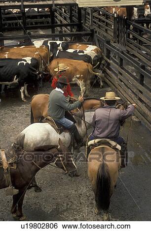 ranchers, Chile, Temuco, Three local Chilean cowboys (huasos) on horseback rounding up cattle in corral for auction at cattle market in Temuco in the South-Central Region (Land of Lakes and Volcanoes) in Chile. View Large Photo Image Stock Photograph - ranchers, Chile, Temuco, Three local Chilean cowboys (huasos) on horseback rounding up cattle in corral for auction at cattle market in Temuco in the South-Central Region (Land of Lakes and Volcanoes) in Chile. . Fotosearch