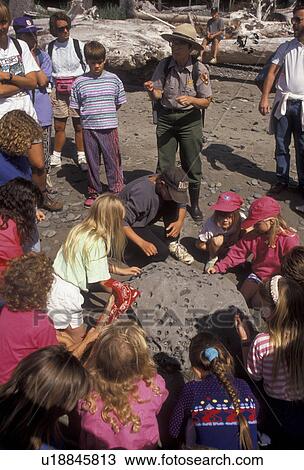 Stock Image -  ranger talk, Olympic National Park, Washington, Olympic peninsula, Ranger gives talk to a group of children on Rialto Beach in Olympic National Park in the state of Washington. . Fotosearch