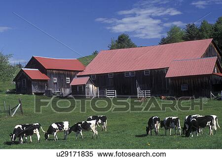 red barn, dairy farm, Vermont, VT, Holstein cows grazing in a pasture in front of a barn with a red roof in West Fairlee in the spring.  View Large Photo Image Stock Photography -  red barn, dairy farm, Vermont, VT, Holstein cows grazing in a pasture in front of a barn with a red roof in West Fairlee in the spring. . Fotosearch
