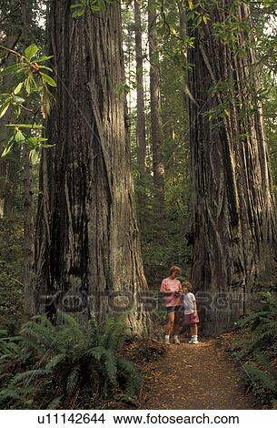 Picture -  Redwood National Park, redwood, California, Mother and daughter (7 years old) dwarfed by the towering Redwood trees in Lady Bird Johnson Grove in Redwood Nat'l Park in the state of California.. Fotosearch