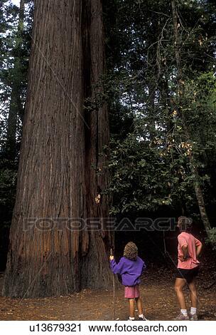 Redwood National Park, redwood, California, Mother and daughter (7 years old) look up at the towering Redwood trees in Redwood Nat'l Park in the state of California. View Large Photo Image Stock Image - Redwood National Park, redwood, California, Mother and daughter (7 years old) look up at the towering Redwood trees in Redwood Nat'l Park in the state of California.. Fotosearch
