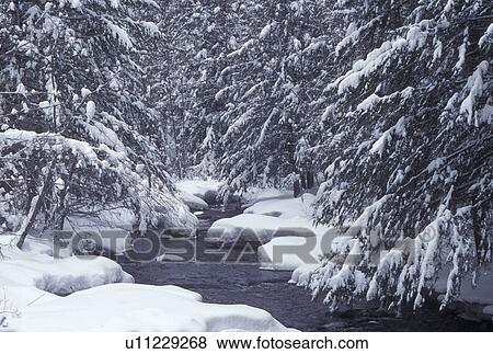 river, brook, stream, Vermont, VT, Wells River, Groton State Forest, snow, winter View Large Photo Image Stock Photo - river, brook, stream, Vermont, VT, Wells River, Groton State Forest, snow, winter. Fotosearch