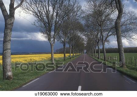 road, Burgundy, France, Europe, A scenic tree lined country road with a field of yellow flowers in the spring in Burgundy, France. View Large Photo Image Stock Image - road, Burgundy, France, Europe, A scenic tree lined country road with a field of yellow flowers in the spring in Burgundy, France.. Fotosearch