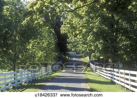 road, fence, New Hampshire, Country lane lined with white fences and trees in Orford, New Hampshire. View Large Photo Image Stock Photo - road, fence, New Hampshire, Country lane lined with white fences and trees in Orford, New Hampshire. . Fotosearch