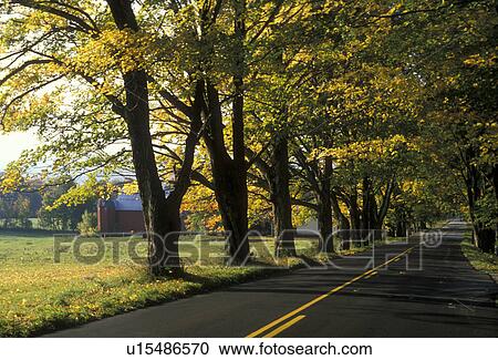 road, Vermont, Westfield, Scenic fall foliage along a tree lined country road in Westfield. View Large Photo Image Stock Image - road, Vermont, Westfield, Scenic fall foliage along a tree lined country road in Westfield.. Fotosearch