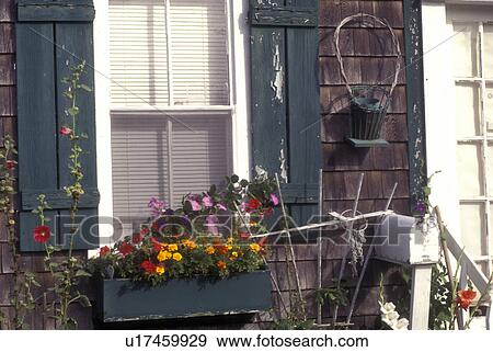 Rockport, Massachusetts, Colorful flowers in a window box decorate the the window of a cottage in Historic Rockport View Large Photo Image Stock Photo - Rockport, Massachusetts, Colorful flowers in a window box decorate the the window of a cottage in Historic Rockport . Fotosearch