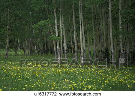 Rocky Mountain National Park, field, dandelions, Aspen, Colorado, Rocky Mountains, Field of dandelions near a forest of Aspen Trees in Upper Mill in Rocky Mountain National Park. View Large Photo Image Stock Image - Rocky Mountain National Park, field, dandelions, Aspen, Colorado, Rocky Mountains, Field of dandelions near a forest of Aspen Trees in Upper Mill in Rocky Mountain National Park.. Fotosearch