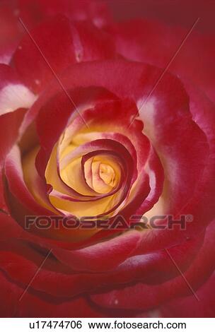 rose, close-up, flower, Double Delight variety, Close-up of a red rose with a yellow center. View Large Photo Image Stock Photograph - rose, close-up, flower, Double Delight variety, Close-up of a red rose with a yellow center.. Fotosearch