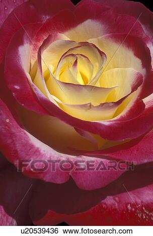 rose, flower, close-up, petal, Double Delight variety, Close-up of a red rose with a yellow center. View Large Photo Image Stock Photograph - rose, flower, close-up, petal, Double Delight variety, Close-up of a red rose with a yellow center.. Fotosearch