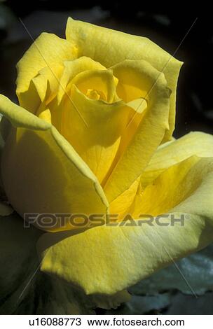 rose, flower, close-up, Shining Hour Rose, Close-up of a yellow rose. View Large Photo Image Stock Image - rose, flower, close-up, Shining Hour Rose, Close-up of a yellow rose.. Fotosearch