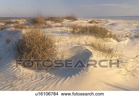 sand dune, Cumberland Island, Georgia, Wind swept sand dunes on the white sand beaches of Cumberland Island National Seashore, Georgia. View Large Photo Image Picture - sand dune, Cumberland Island, Georgia, Wind swept sand dunes on the white sand beaches of Cumberland Island National Seashore, Georgia.. Fotosearch