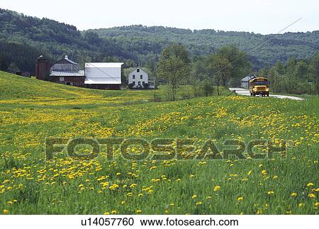 Stock Image -  school bus, dandelions, Vermont, VT, A yellow school bus travels up a country road next to a farm with a field of yellow dandelions in Chelsea in the spring.. Fotosearch