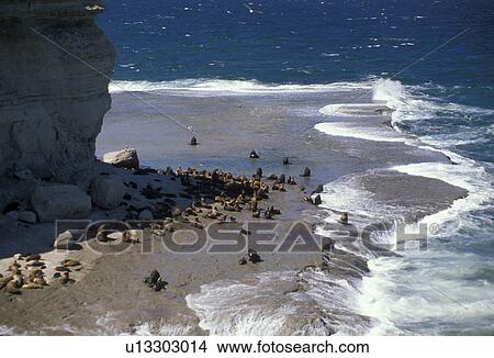 Picture -  sea lions, Patagonia, Argentina, Sea Lions sun bathing and relaxing on the beach next to the Atlantic Ocean on the Peninsula Valdes in Patagonia.. Fotosearch