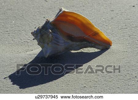 sea shell, Cumberland Island National Seashore, Georgia, Shell lying on the beach after a storm. View Large Photo Image Stock Photography - sea shell, Cumberland Island National Seashore, Georgia, Shell lying on the beach after a storm.. Fotosearch