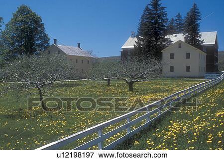 shakers, Hancock, Shaker Village, Massachusetts, The Berkshires, Orchard with field of yellow dandelions at the Hancock Shaker Village in Pittsfield, Massachusetts. View Large Photo Image Stock Photo -  shakers, Hancock, Shaker Village, Massachusetts, The Berkshires, Orchard with field of yellow dandelions at the Hancock Shaker Village in Pittsfield, Massachusetts.. Fotosearch