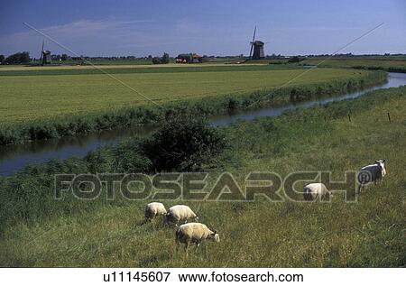 Stock Photo -  sheep, canal, Netherlands, Europe, Sheep grazing on the lush green pasture along dike near canal and windmills in Schermerhorn.. Fotosearch