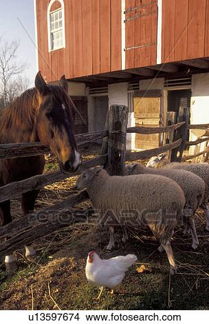 Picture -  sheeps, Daniel Boone Birthplace, Pennsylvania, Sheep, chicken and horse outside red barn at Daniel Boone Homestead in Birdsboro in the state of Pennsylvania.. Fotosearch