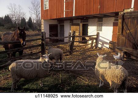 sheeps, Daniel Boone Birthplace, Pennsylvania, Sheep and horse outside red barn at Daniel Boone Homestead in Birdsboro in the state of Pennsylvania. View Large Photo Image Stock Photography - sheeps, Daniel Boone Birthplace, Pennsylvania, Sheep and horse outside red barn at Daniel Boone Homestead in Birdsboro in the state of Pennsylvania.. Fotosearch