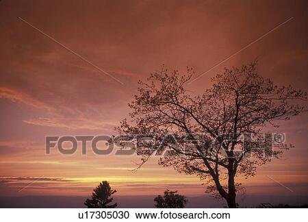 Shenandoah National Park, sunset, sunrise, Virginia, Blue Ridge, Appalachian Mountains, Silhouette of trees at sunset from Shenandoah Nat'l Park in the state of Virginia. View Large Photo Image Stock Image - Shenandoah National Park, sunset, sunrise, Virginia, Blue Ridge, Appalachian Mountains, Silhouette of trees at sunset from Shenandoah Nat'l Park in the state of Virginia.. Fotosearch