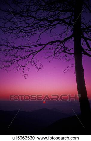 Shenandoah, sunrise, sunset, Shenandoah National Park, Blue Ridge Mountains, Appalachian Mountains, Virginia, Silhouette of tree at sunrise in Shenandoah Nat'l Park in the state of Virginia. View Large Photo Image Stock Image - Shenandoah, sunrise, sunset, Shenandoah National Park, Blue Ridge Mountains, Appalachian Mountains, Virginia, Silhouette of tree at sunrise in Shenandoah Nat'l Park in the state of Virginia.. Fotosearch