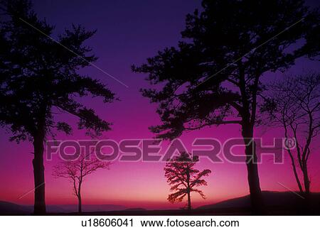 Shenandoah, sunset, sunrise, Shenandoah National Park, Virginia, Blue Ridge Mountains, Appalachian, Silhouette of trees at sunset in Shenandoah Nat'l Park in the state of Virginia. View Large Photo Image Stock Image - Shenandoah, sunset, sunrise, Shenandoah National Park, Virginia, Blue Ridge Mountains, Appalachian, Silhouette of trees at sunset in Shenandoah Nat'l Park in the state of Virginia.. Fotosearch
