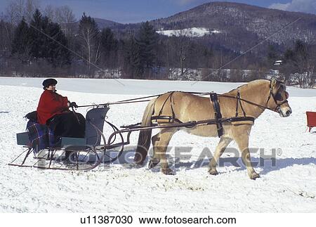sleigh ride, Vermont, VT, An Icelandic horse pulls a green sleigh in the Womens Horse & Sleigh Competition at the Mad River Winter Carnival in Waitsfield in the Mad River Valley in winter. View Large Photo Image Stock Image - sleigh ride, Vermont, VT, An Icelandic horse pulls a green sleigh in the Womens Horse & Sleigh Competition at the Mad River Winter Carnival in Waitsfield in the Mad River Valley in winter. . Fotosearch