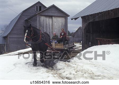 sleigh, Vermont, VT, Man and woman driving horse and sleigh to collect sap for maple sugaring on Carpenter Farm in Cabot in the snow in the early spring. View Large Photo Image Stock Photograph - sleigh, Vermont, VT, Man and woman driving horse and sleigh to collect sap for maple sugaring on Carpenter Farm in Cabot in the snow in the early spring.. Fotosearch