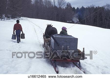 sleigh, Vermont, VT, Man collecting sap in buckets while woman waits with horse and sleigh during sugaringtime on Carpenter Farm in Cabot in the snow in the early spring. View Large Photo Image Stock Photography -  sleigh, Vermont, VT, Man collecting sap in buckets while woman waits with horse and sleigh during sugaringtime on Carpenter Farm in Cabot in the snow in the early spring.. Fotosearch